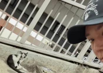 Taeyong NCT Berjalan Sendiri di Jakarta Temani Kucing di JPO